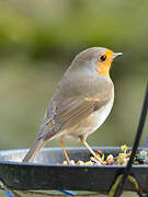 European Robin