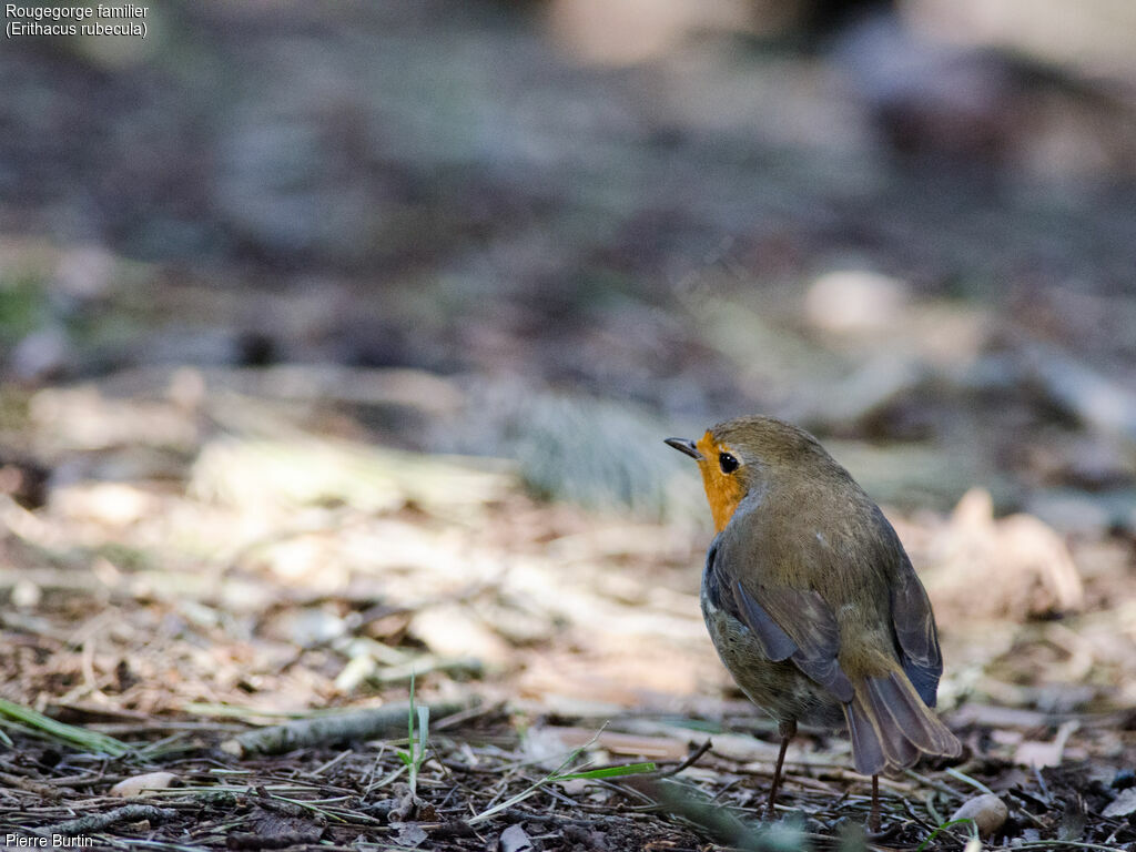 European Robin