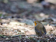 European Robin