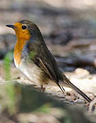 European Robin