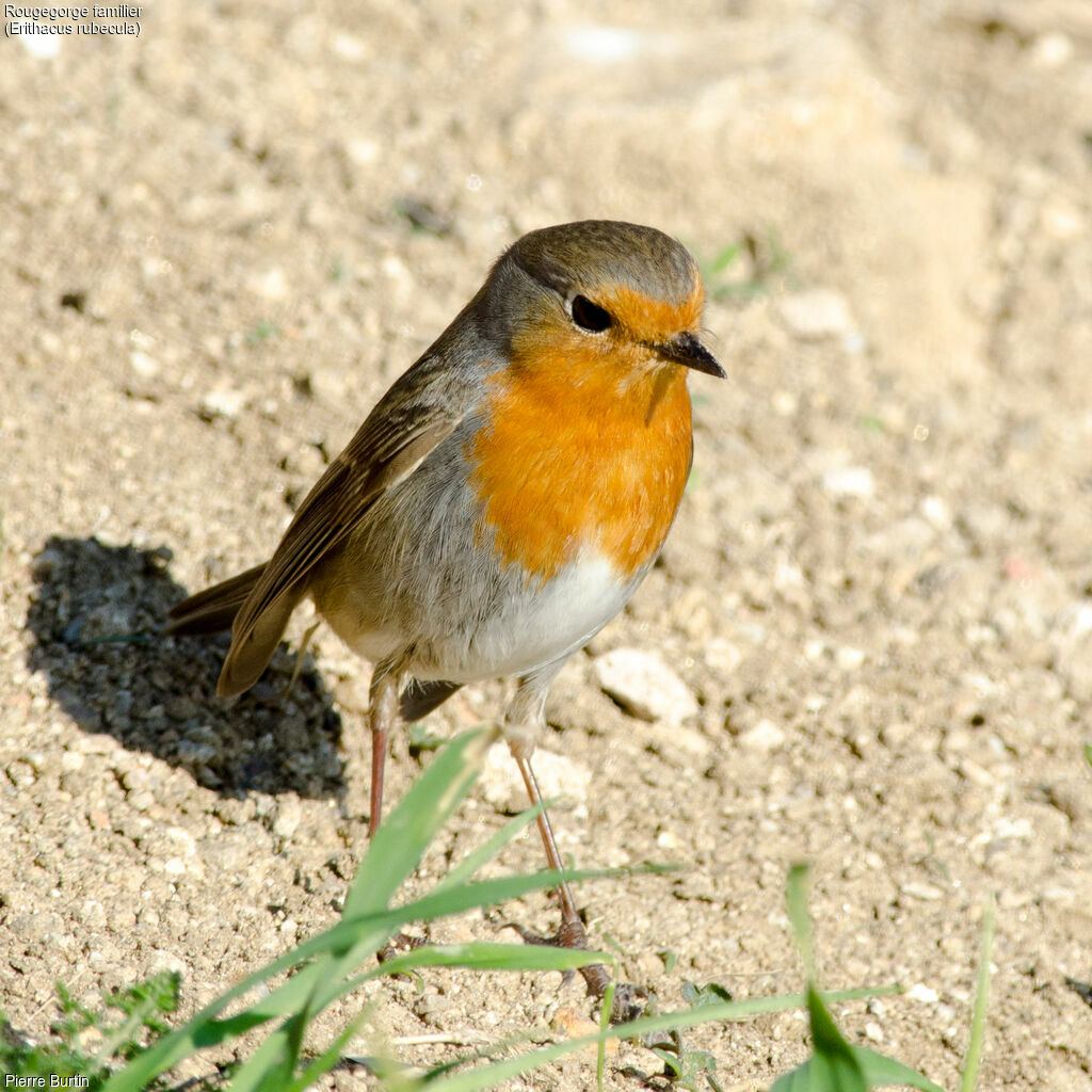 European Robin