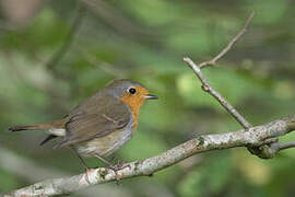 European Robin