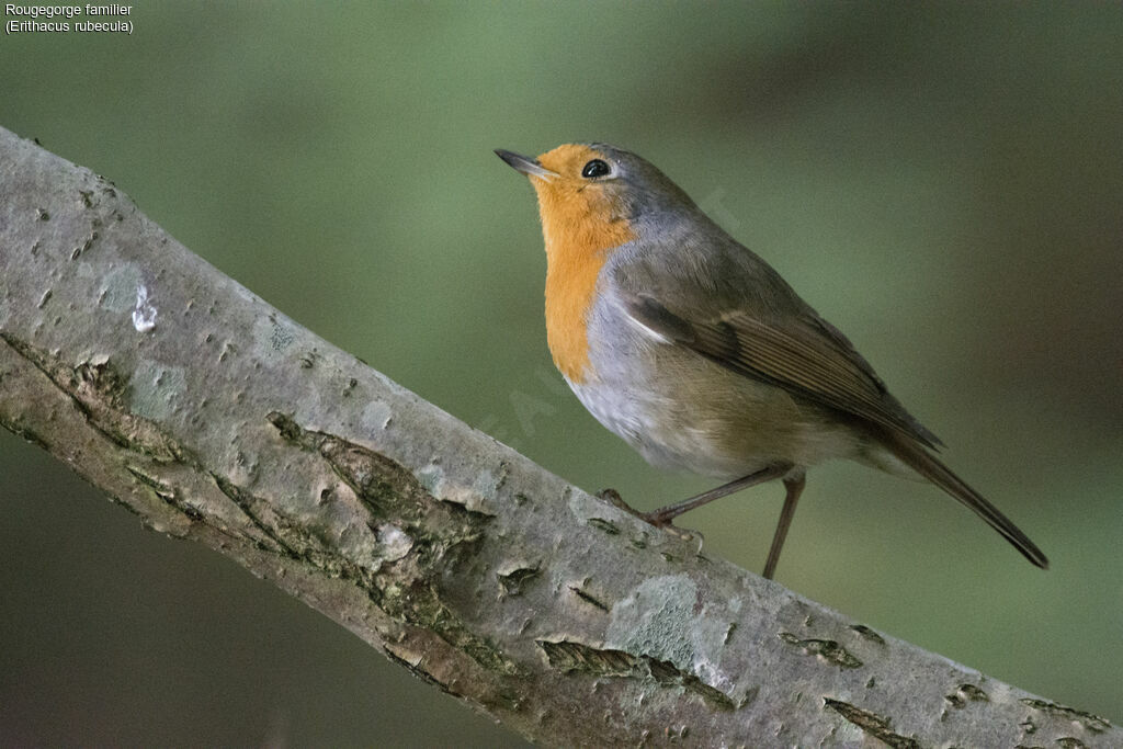 Rougegorge familier