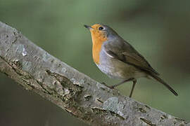 European Robin