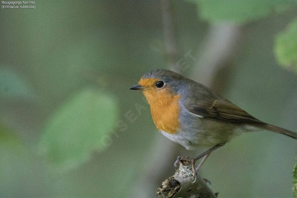 Rougegorge familier