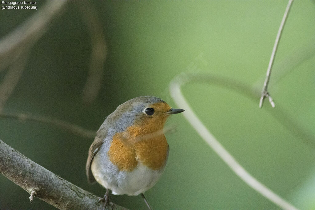 European Robin