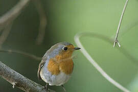 European Robin