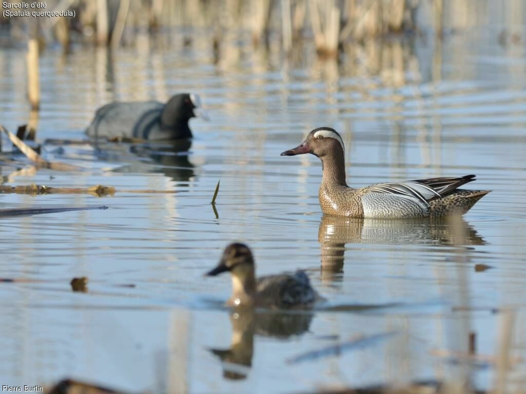 Garganey male