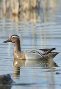 Garganey