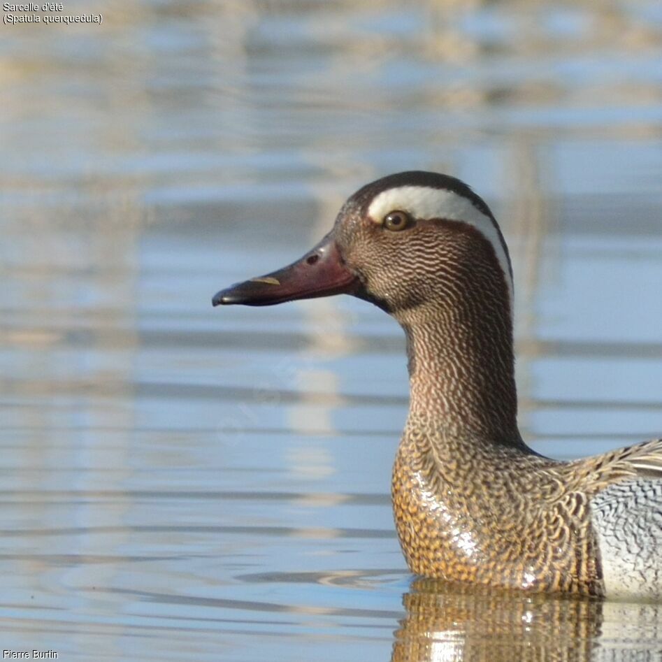 Garganey male