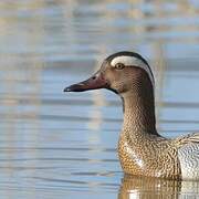 Sarcelle d'été