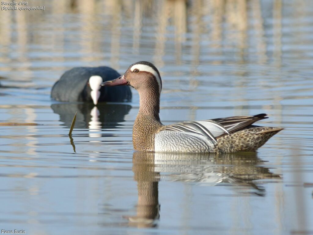 Garganey male