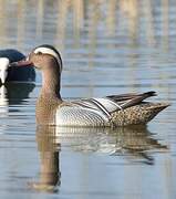 Garganey