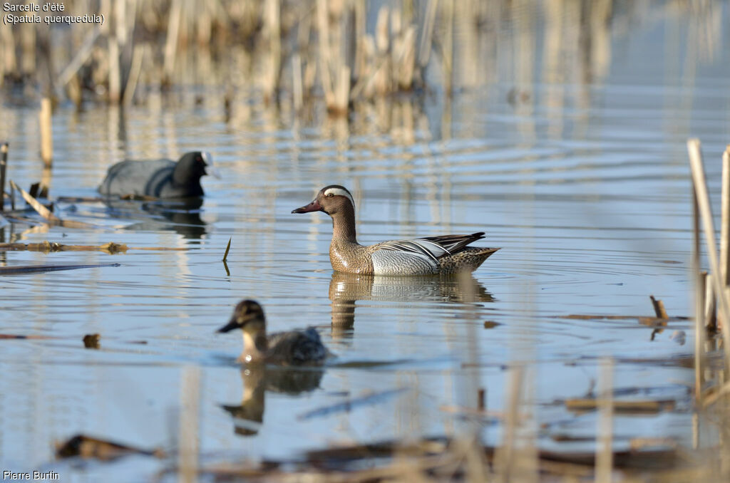 Garganey