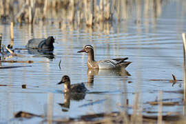 Garganey