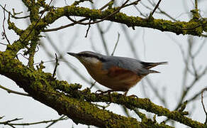 Eurasian Nuthatch