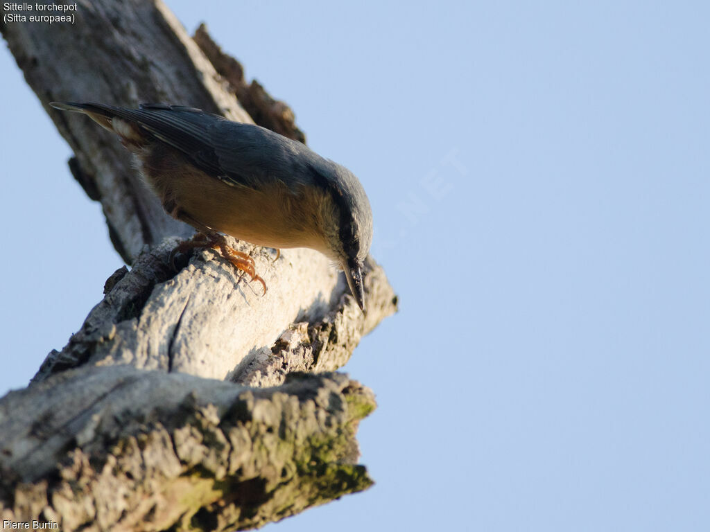 Eurasian Nuthatch