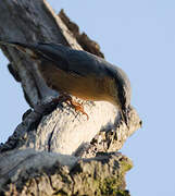 Eurasian Nuthatch