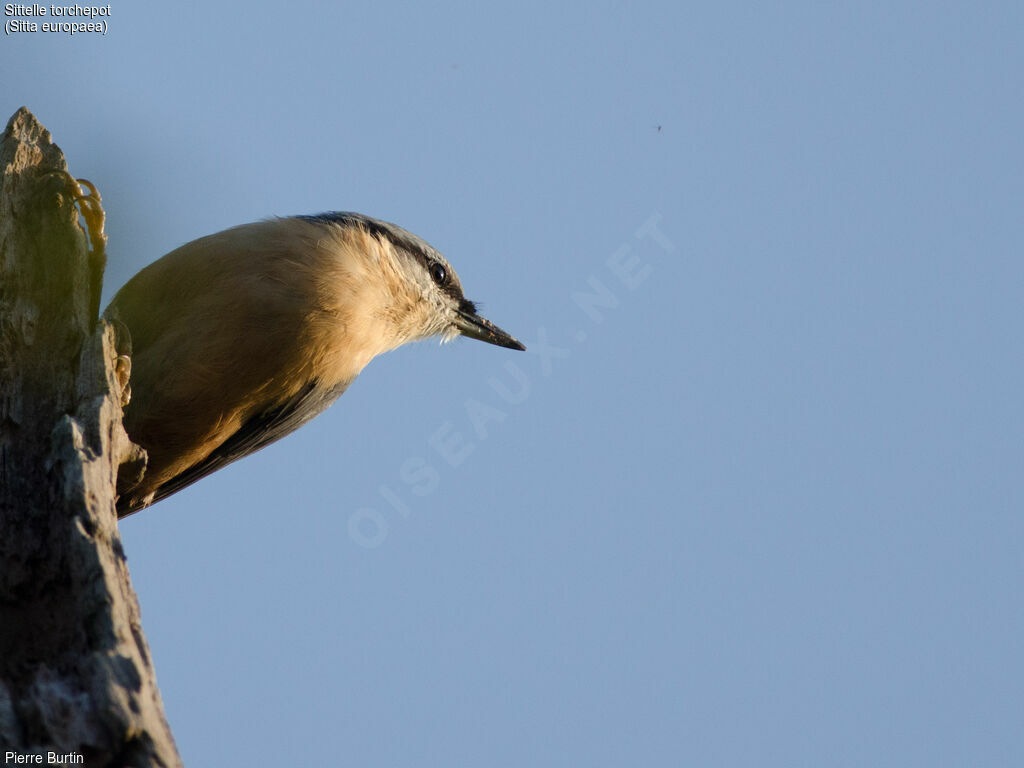 Eurasian Nuthatch