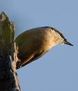 Eurasian Nuthatch