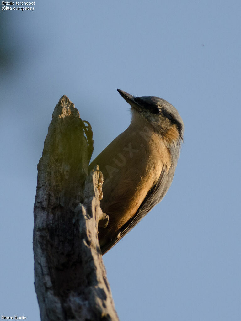 Eurasian Nuthatch