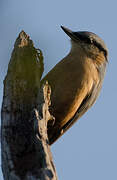 Eurasian Nuthatch