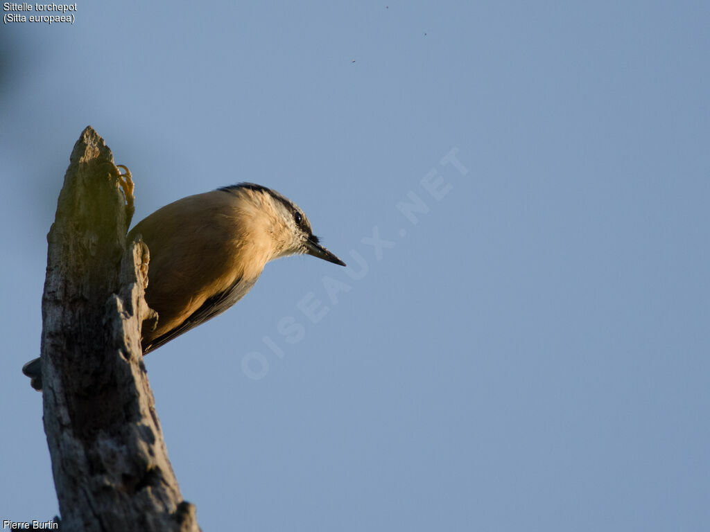 Eurasian Nuthatch