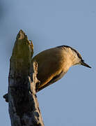 Eurasian Nuthatch