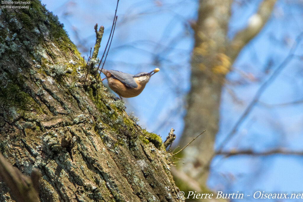 Eurasian Nuthatch