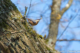 Eurasian Nuthatch