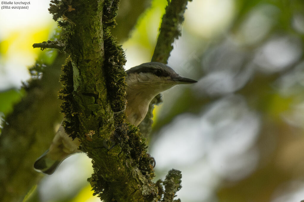 Eurasian Nuthatch