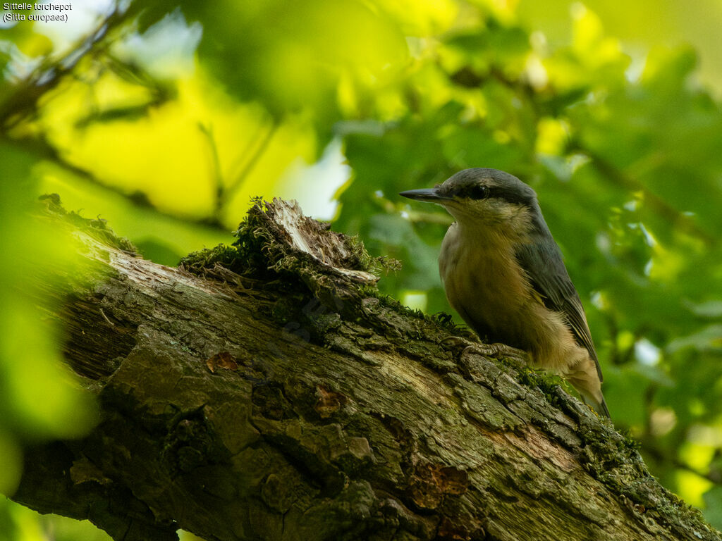 Eurasian Nuthatch