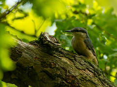 Eurasian Nuthatch