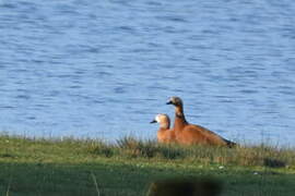 Ruddy Shelduck