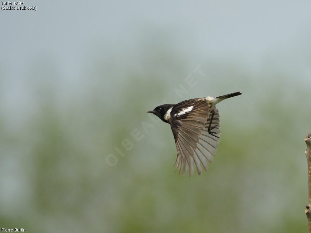 European Stonechat