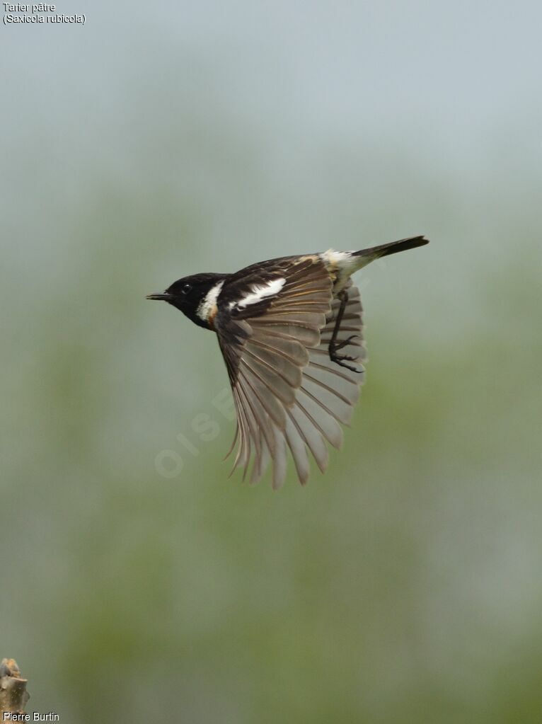 European Stonechat