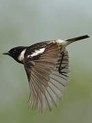 European Stonechat