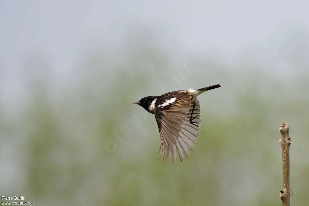 European Stonechat male adult, Flight