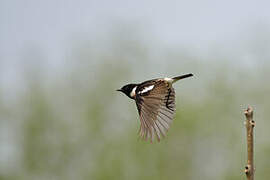 European Stonechat