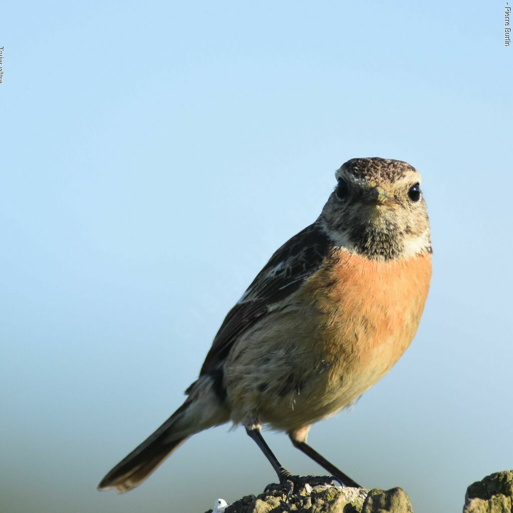 European Stonechat female