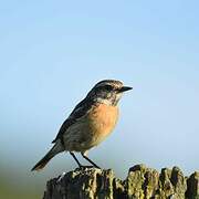 European Stonechat