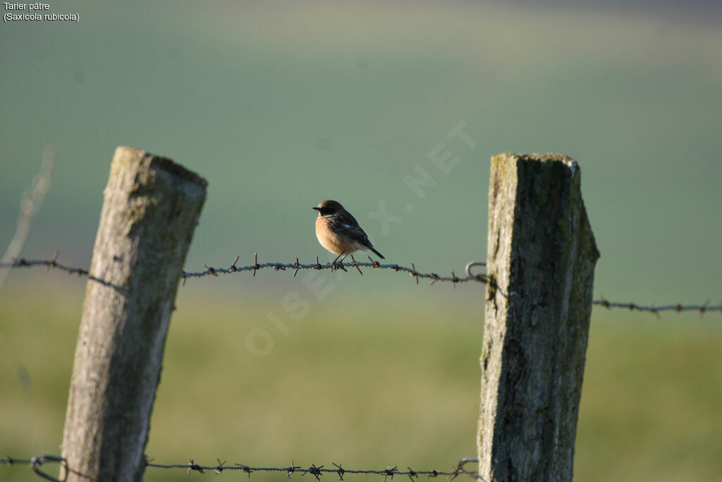 European Stonechat