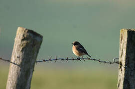 European Stonechat