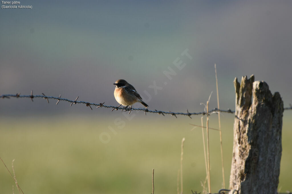 European Stonechat