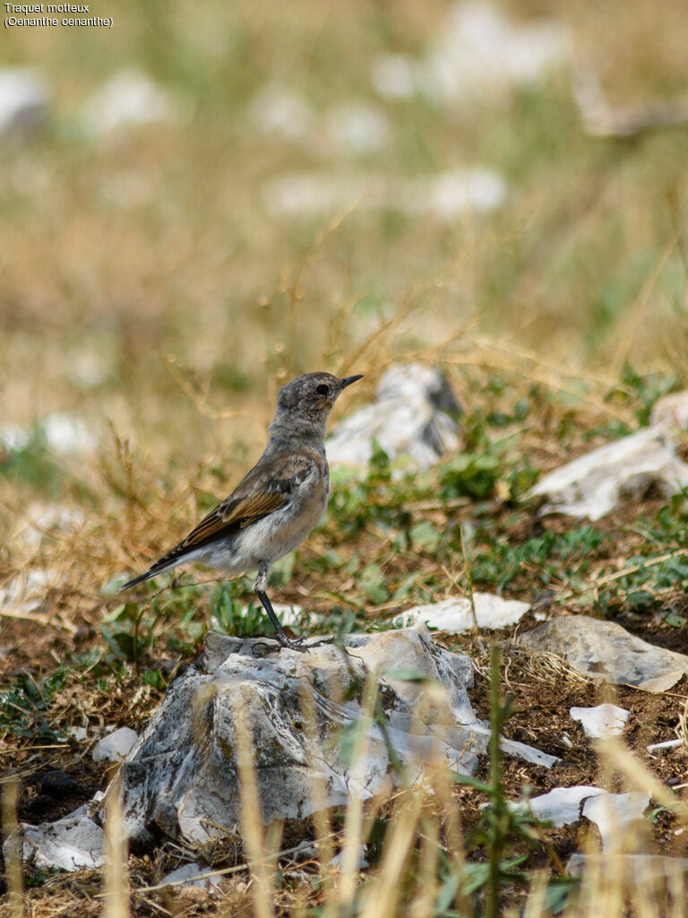 Northern Wheatearjuvenile