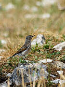 Northern Wheatear