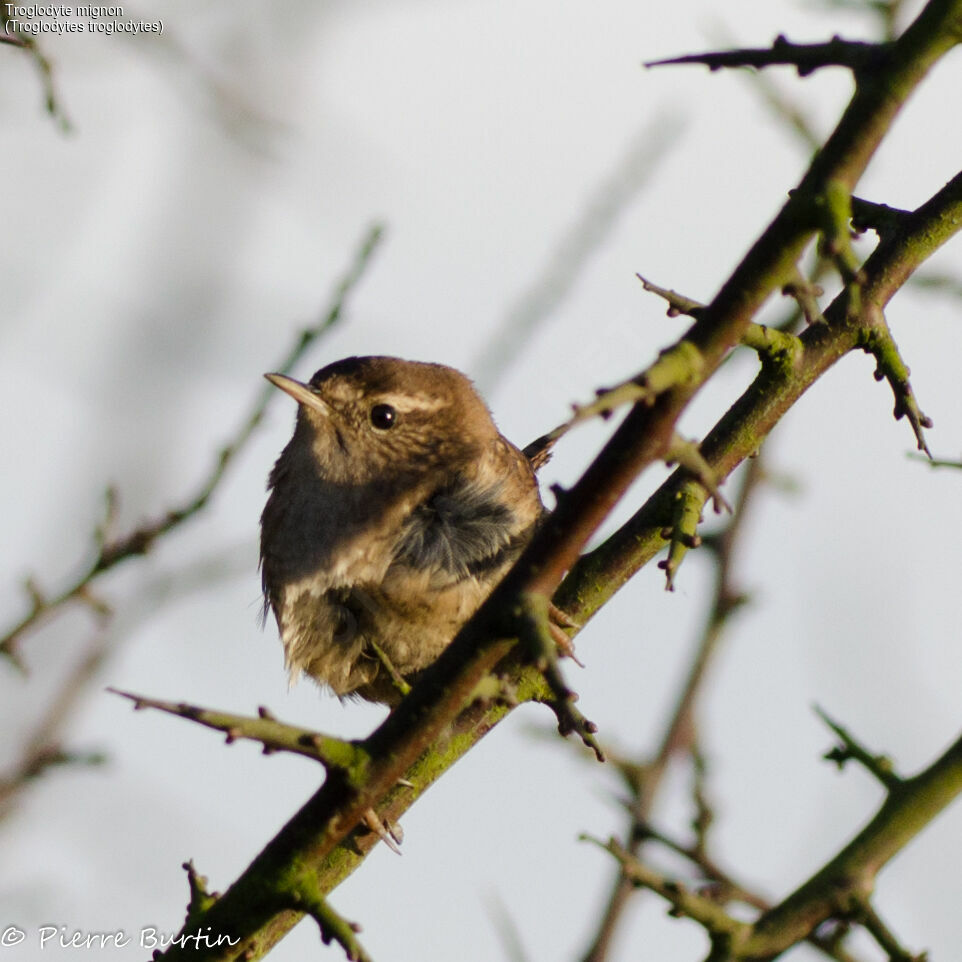 Eurasian Wren