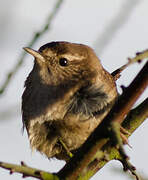 Eurasian Wren