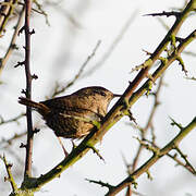 Eurasian Wren