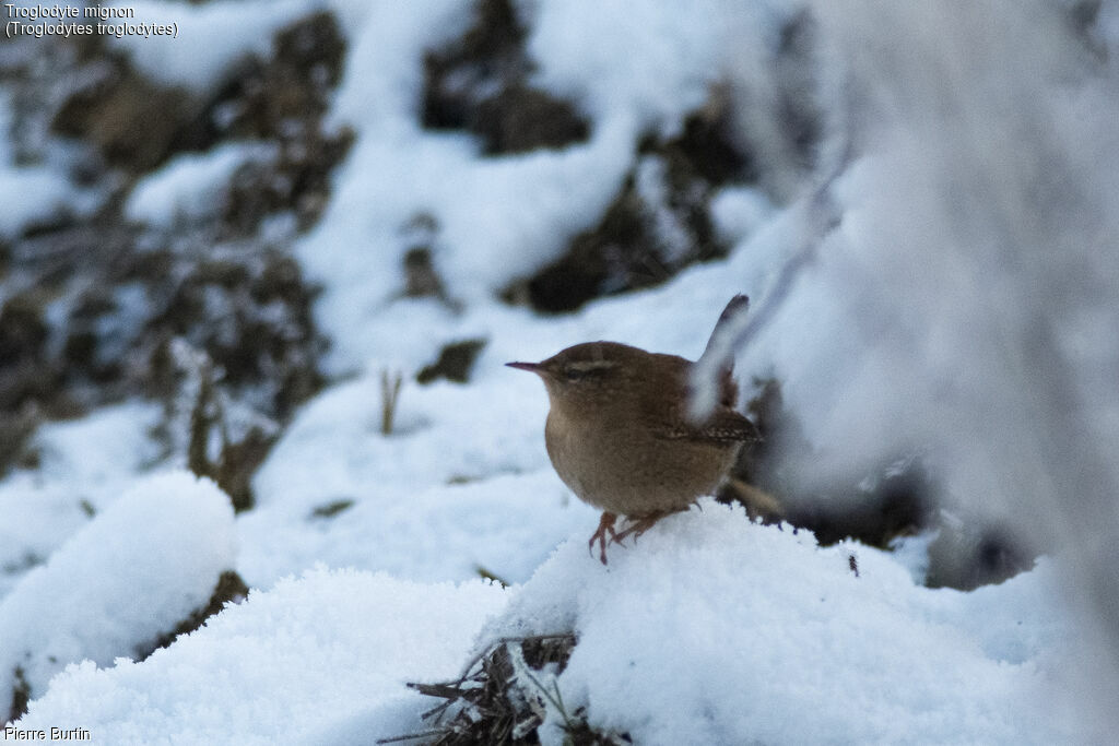 Eurasian Wren